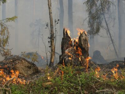 Medidas excepcionales y temporales en materia de prevención, vigilancia y extinción de incendios forestales